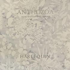 Anthozoa