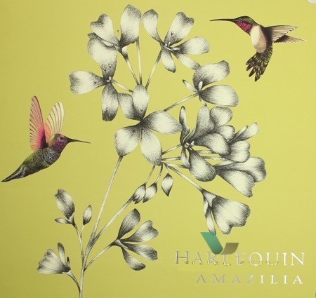 Amazilia